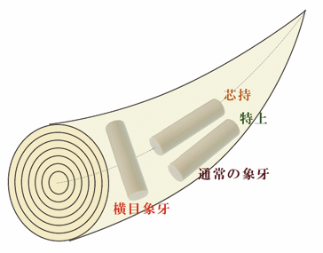象牙種類